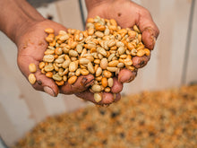 Load image into Gallery viewer, Peru Finca El Eucalipto