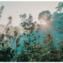 Load image into Gallery viewer, Scenic view of lush green trees on a mountainside with sunlight shining through.
