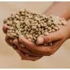 Load image into Gallery viewer, Handful of unroasted green coffee beans.
